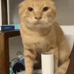 被猫吃掉的秋刀鱼