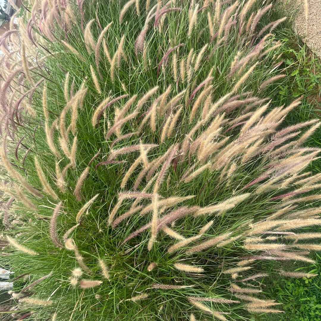 狗尾巴草