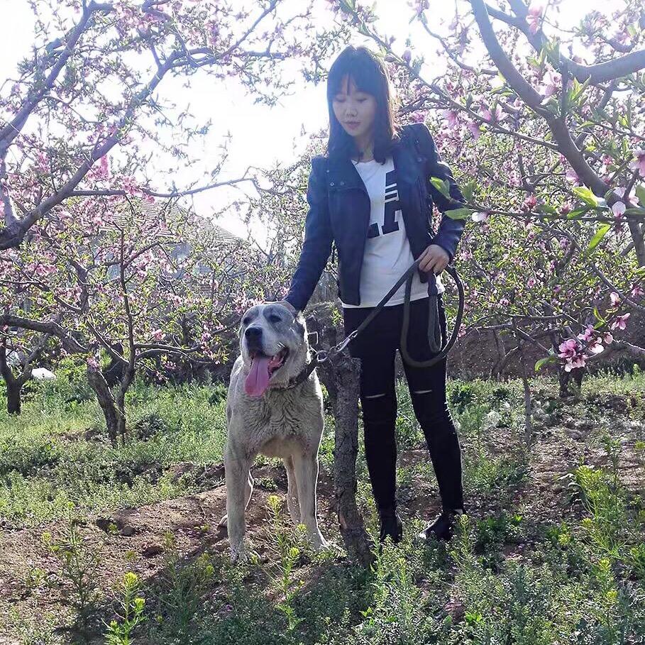九旭猛犬（卖中亚这名字硬）
