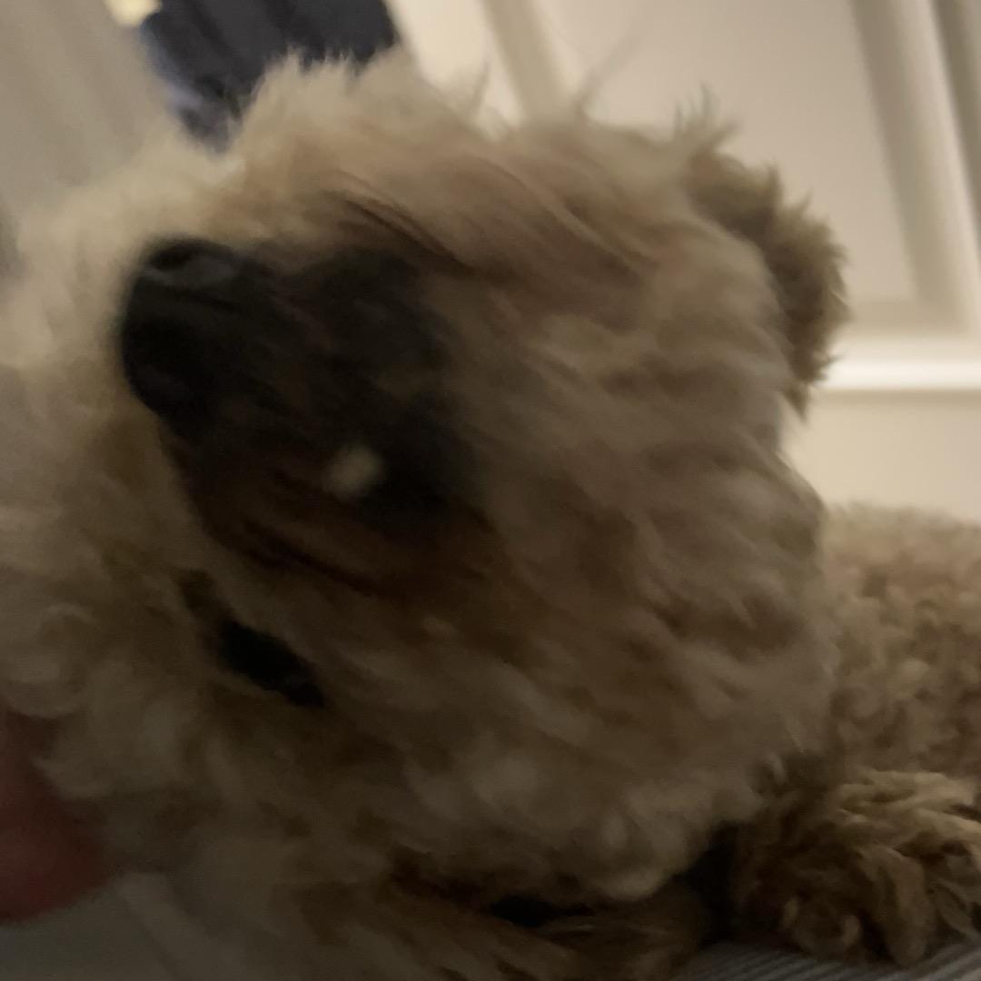 飞机炸弹