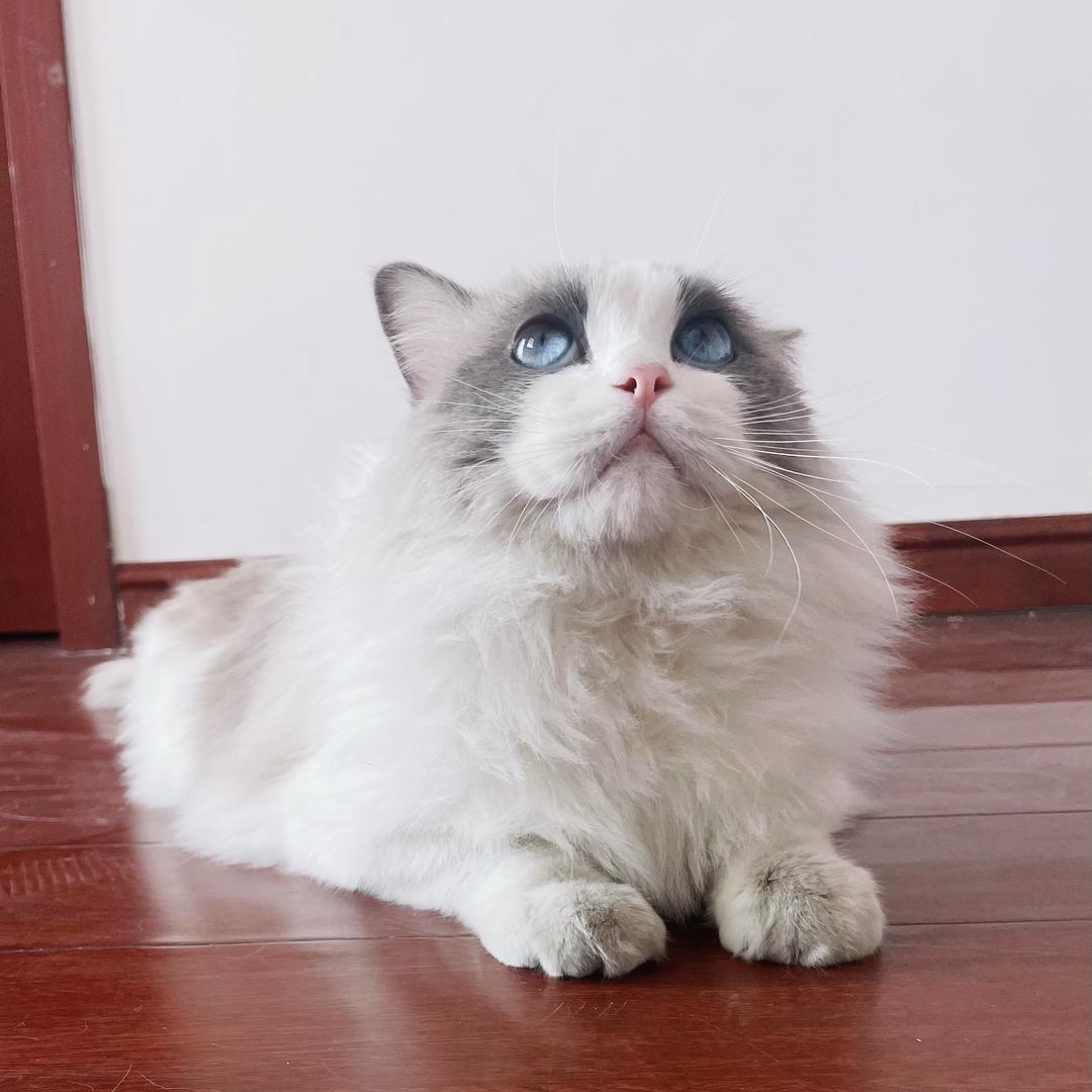 假小子mia