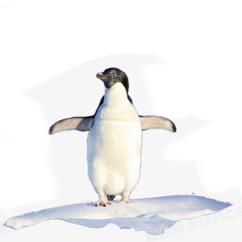 飞翔的企鹅