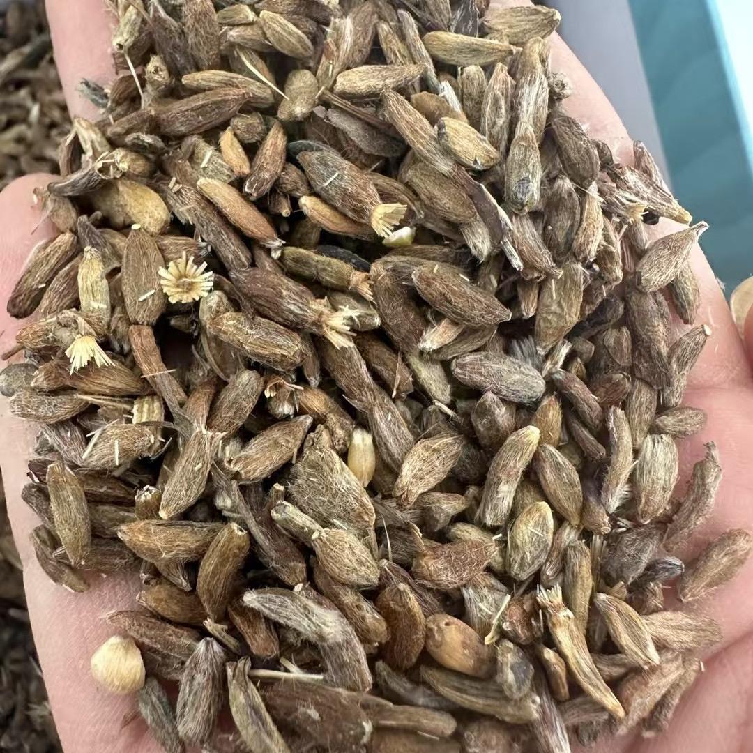 白术籽 白术芽子