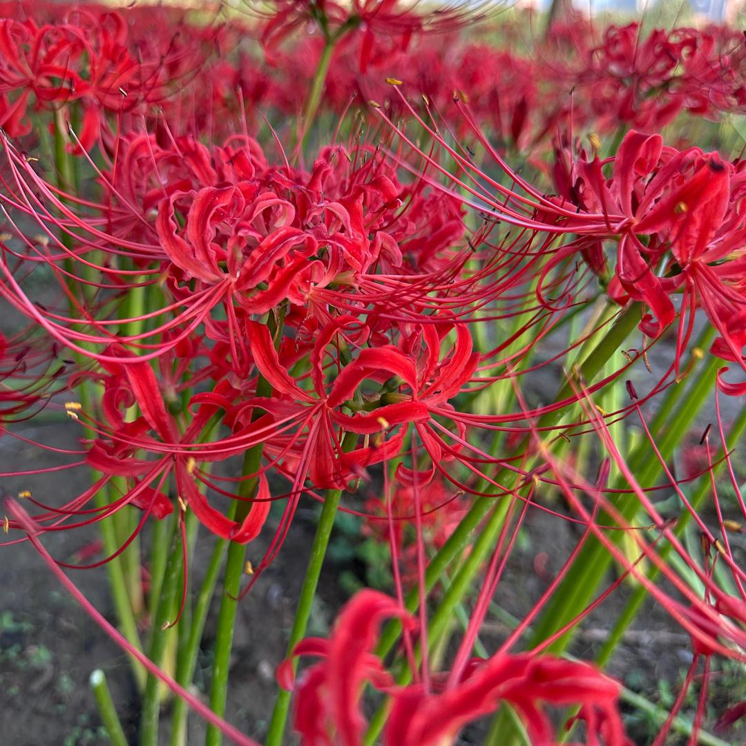 🌹随心