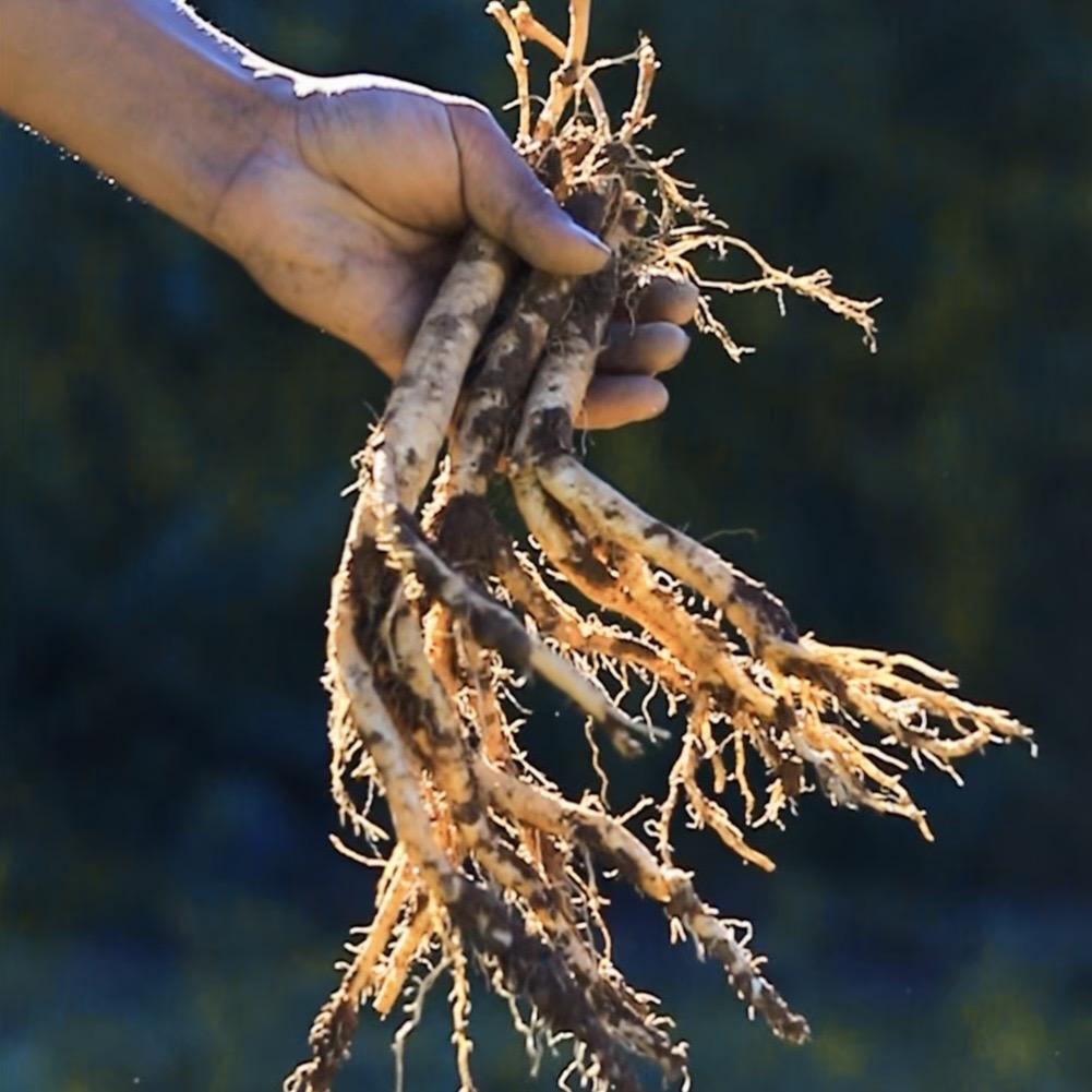 岷县农村娃滋补店