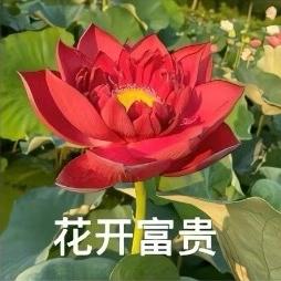 旦卓嘎