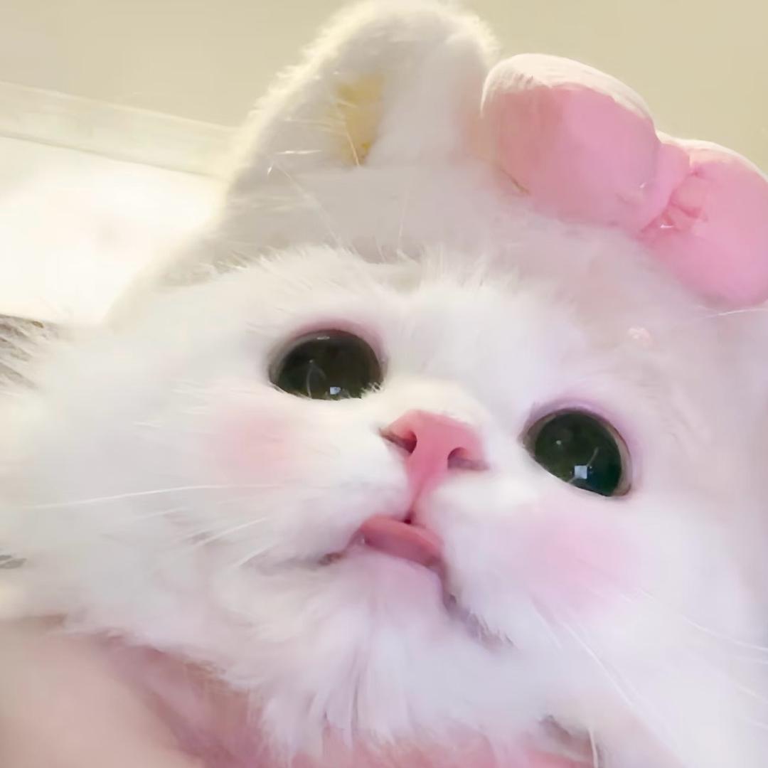 新子不吃大米饭