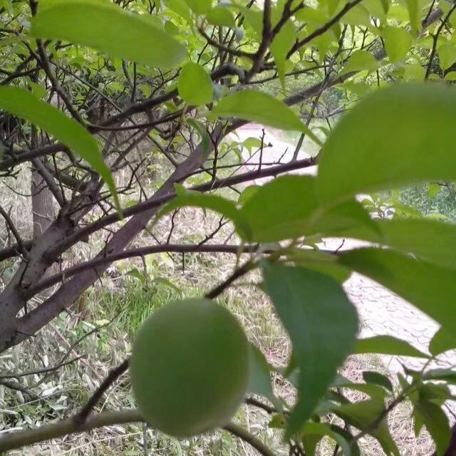 雨花石（房屋租赁买卖）