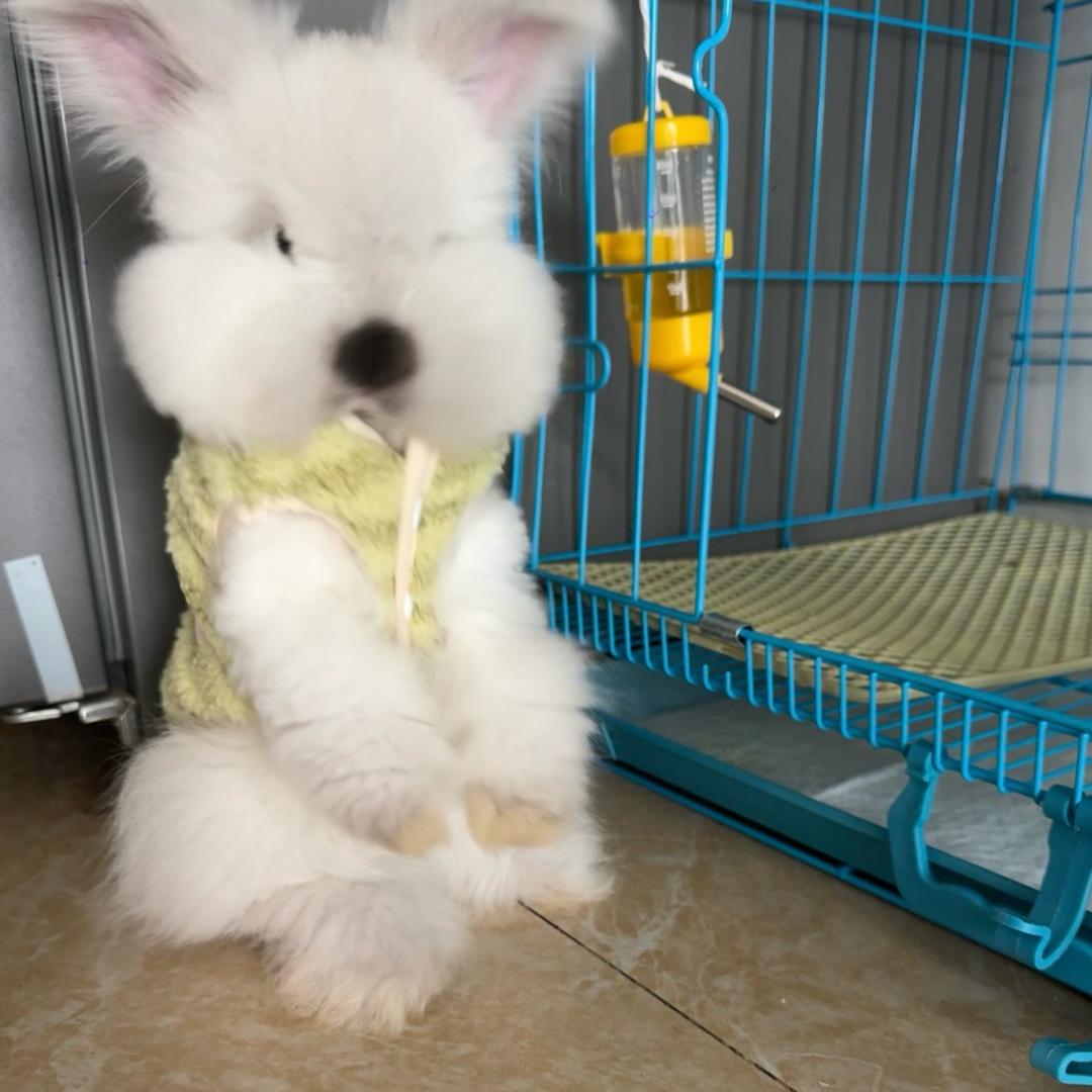 兜兜🐰