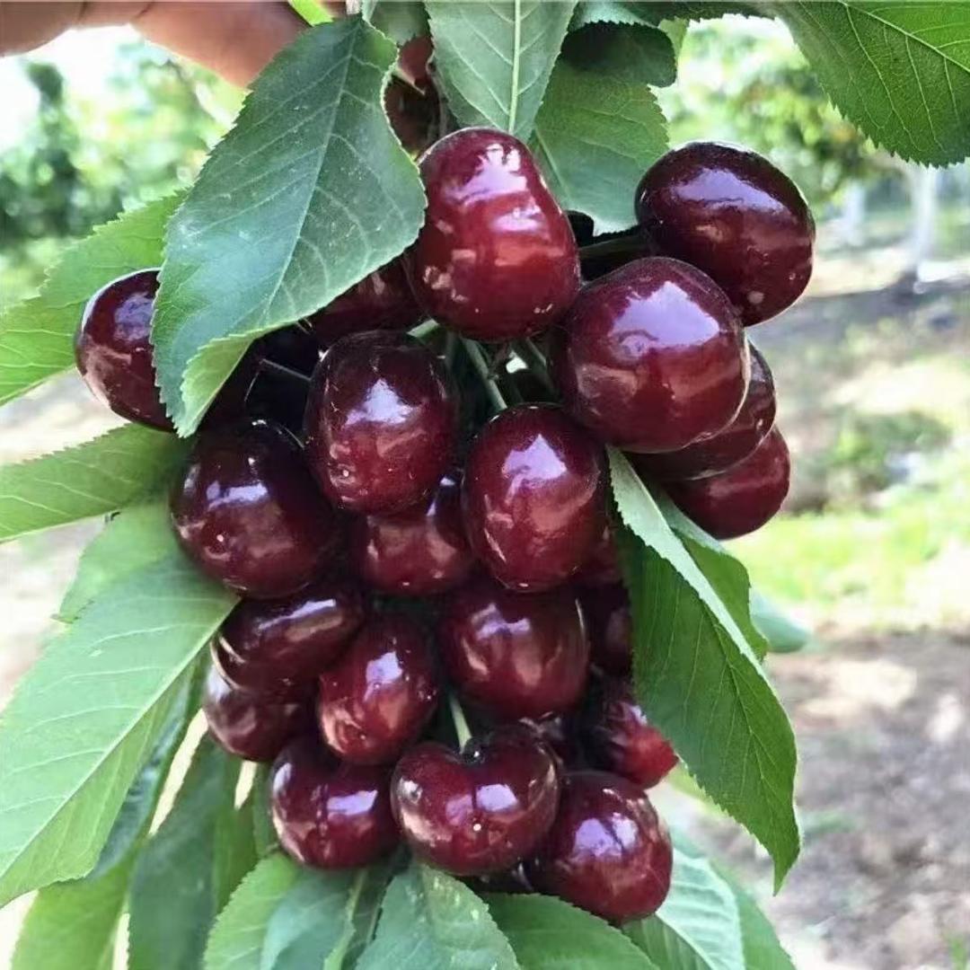 久发果树苗木专营店