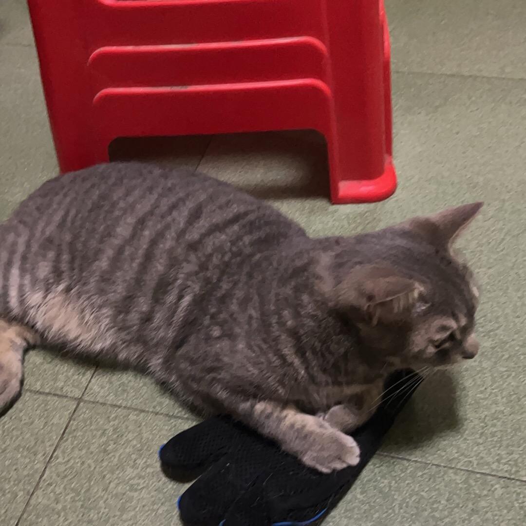 付孃