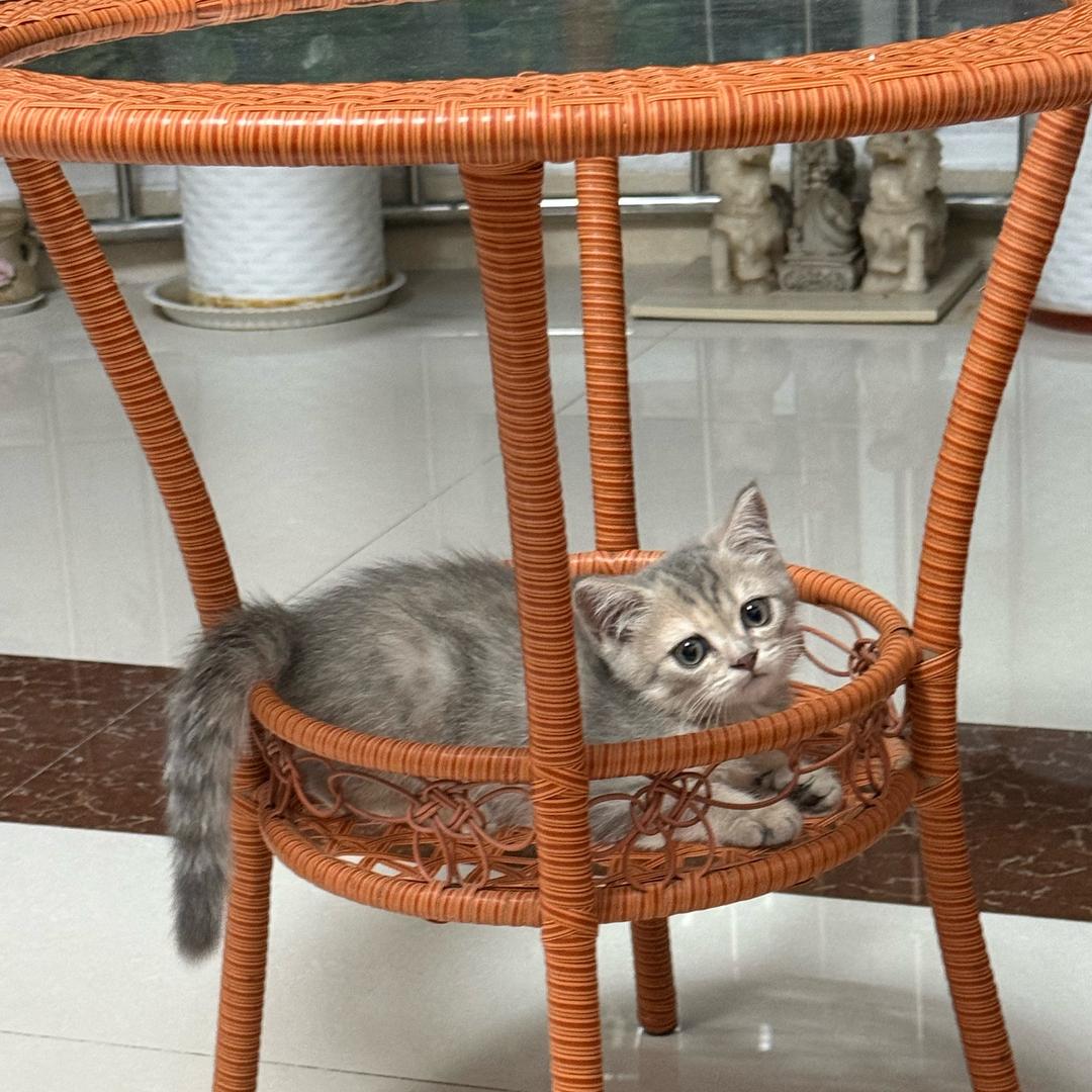 猫姐讲猫粮