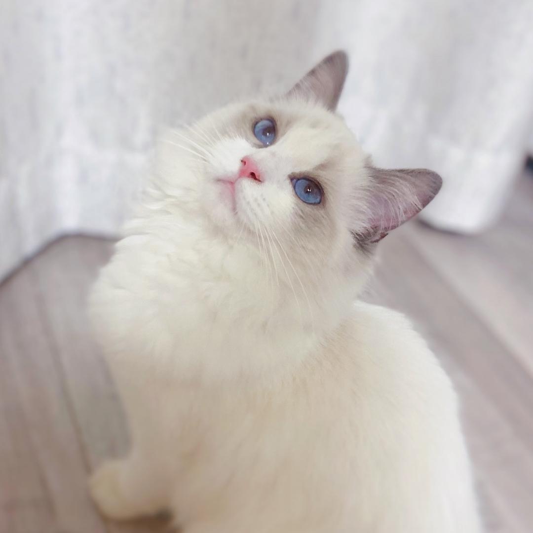 啾咪是只布偶啊