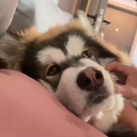 阿拉斯王·花甲粉