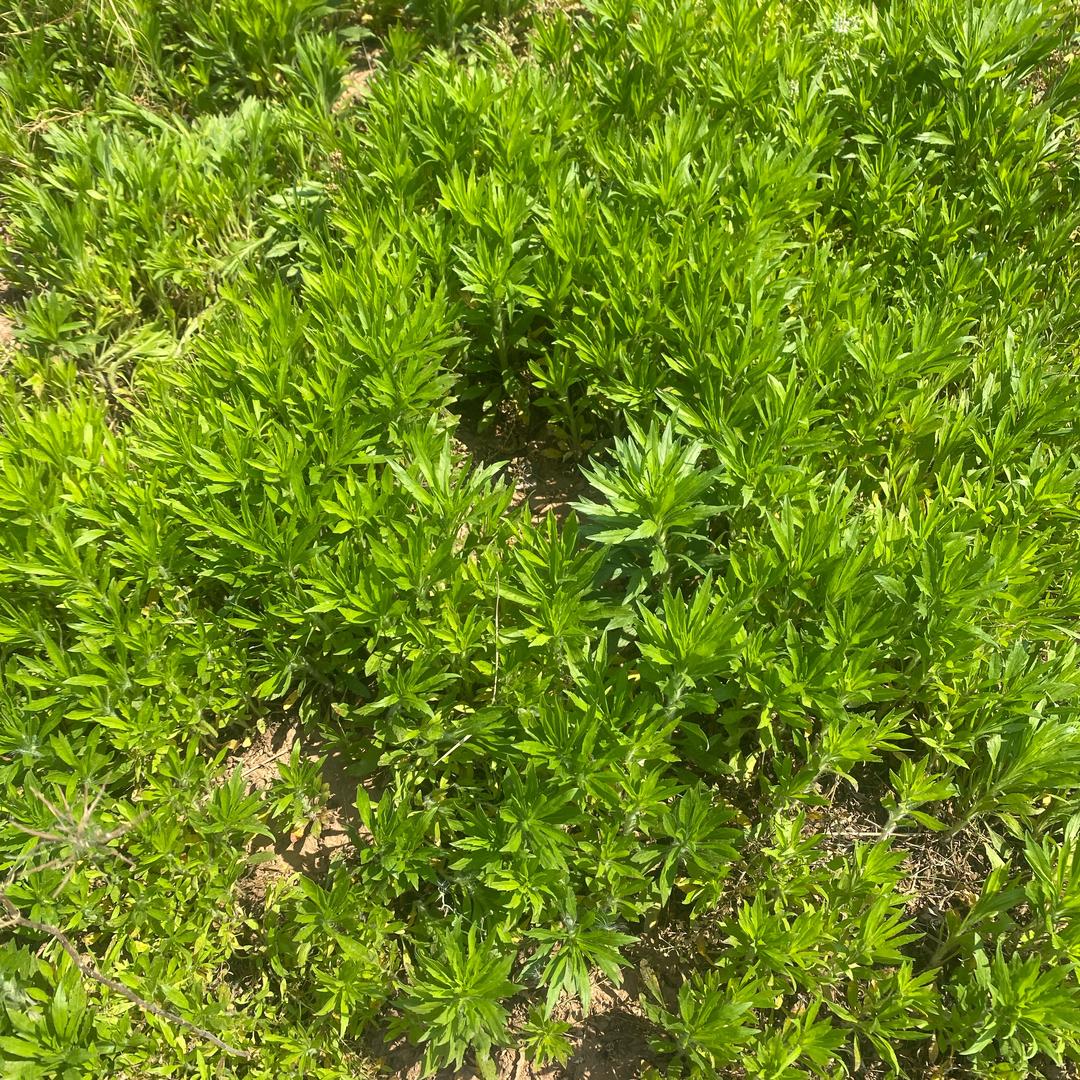 如意成真