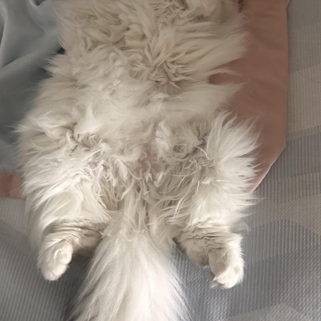 一只小耳朵呀