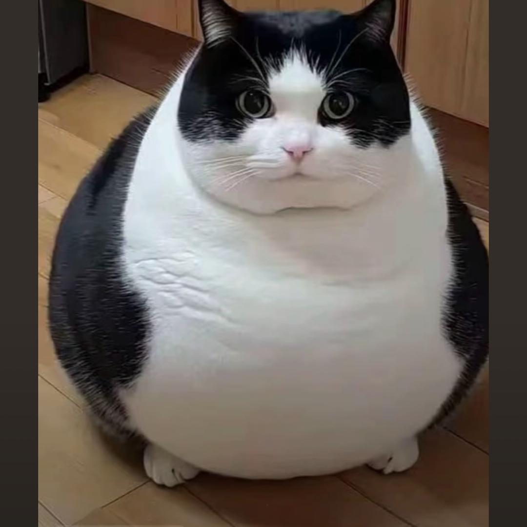 北极星ღ