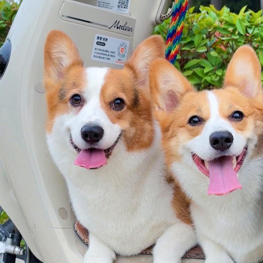 柯基大炮的幸福生活