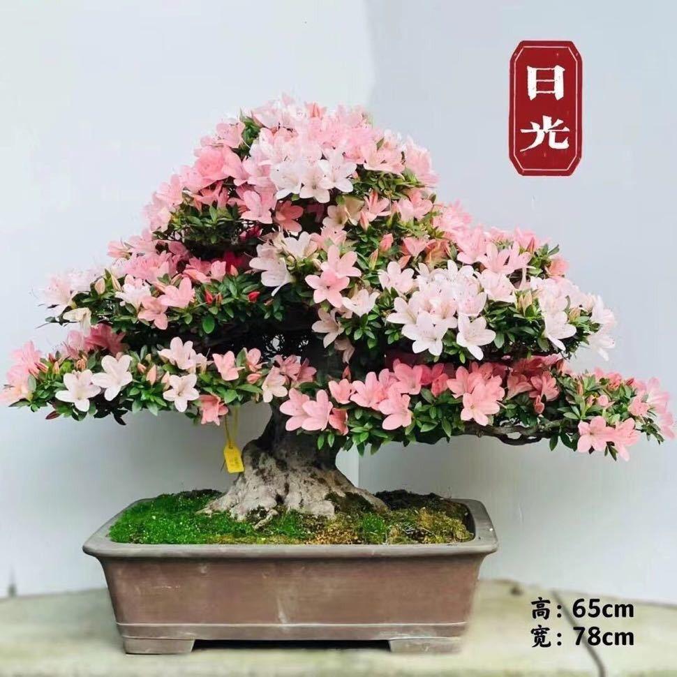 一名花匠花名堂园林绿化工程专卖店
