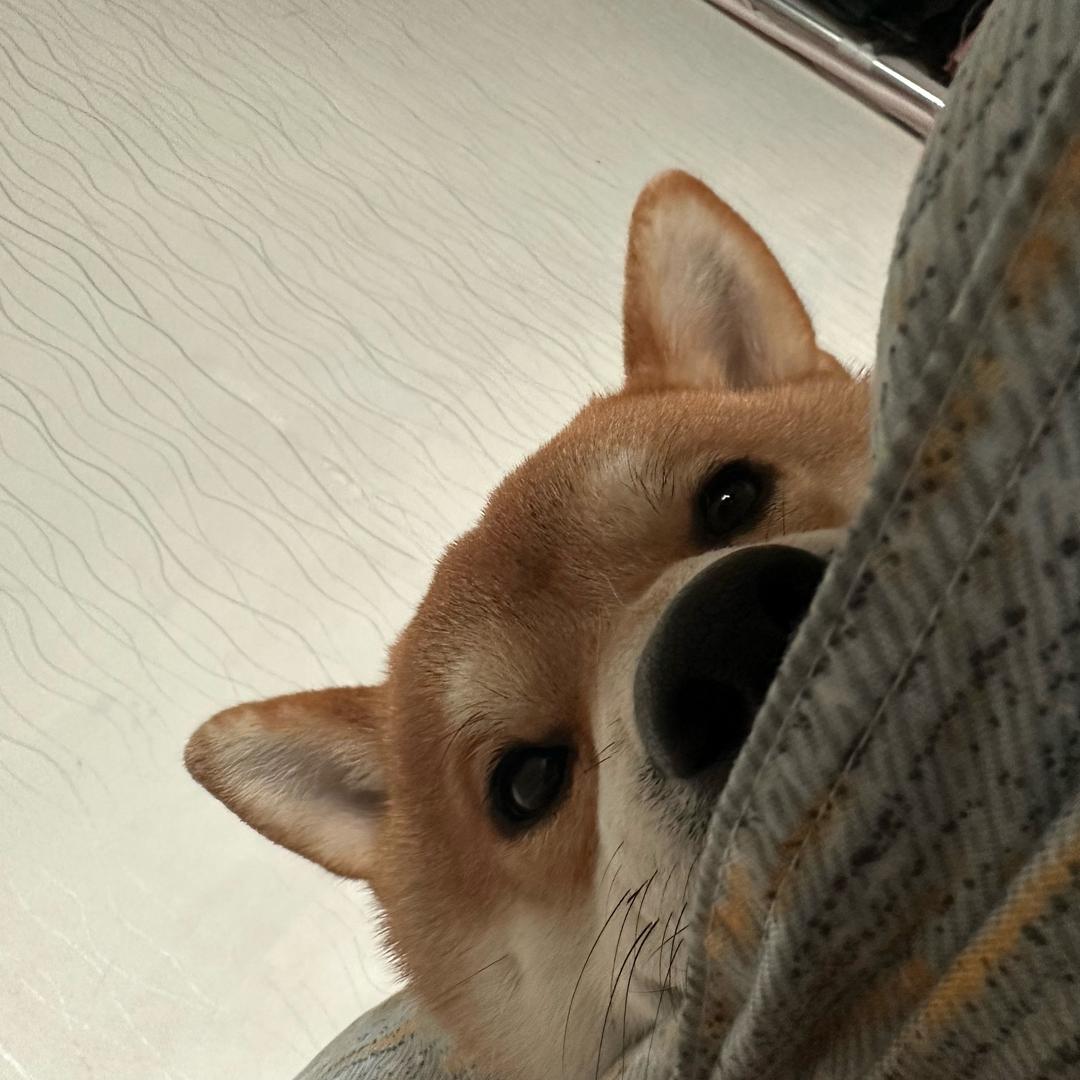 趴趴少爷