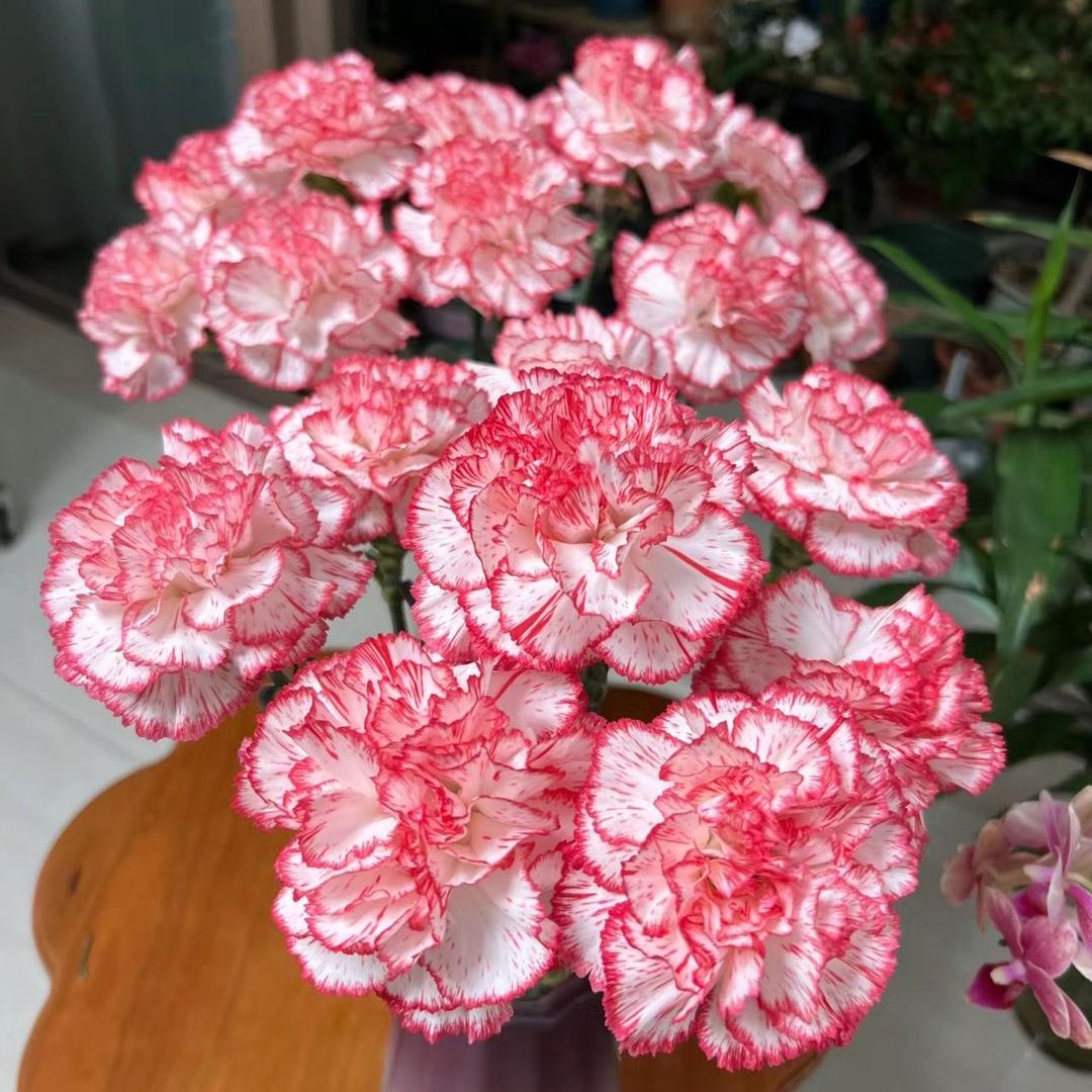 斗南鲜花优选