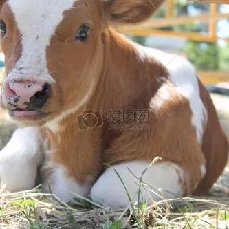 洱源良丰家庭养殖