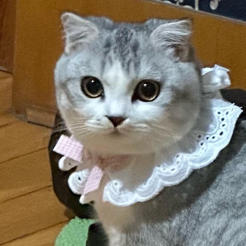 福福酱犟