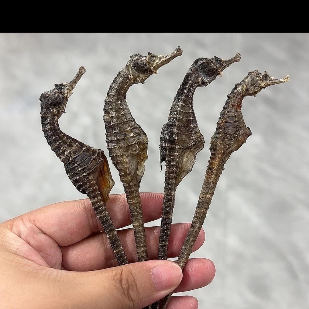 康乾水产品批发