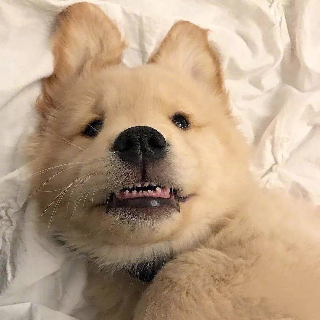 六个榴莲