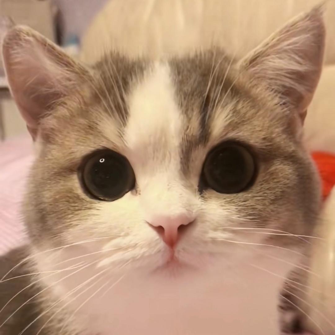 猫小姐和她的猫