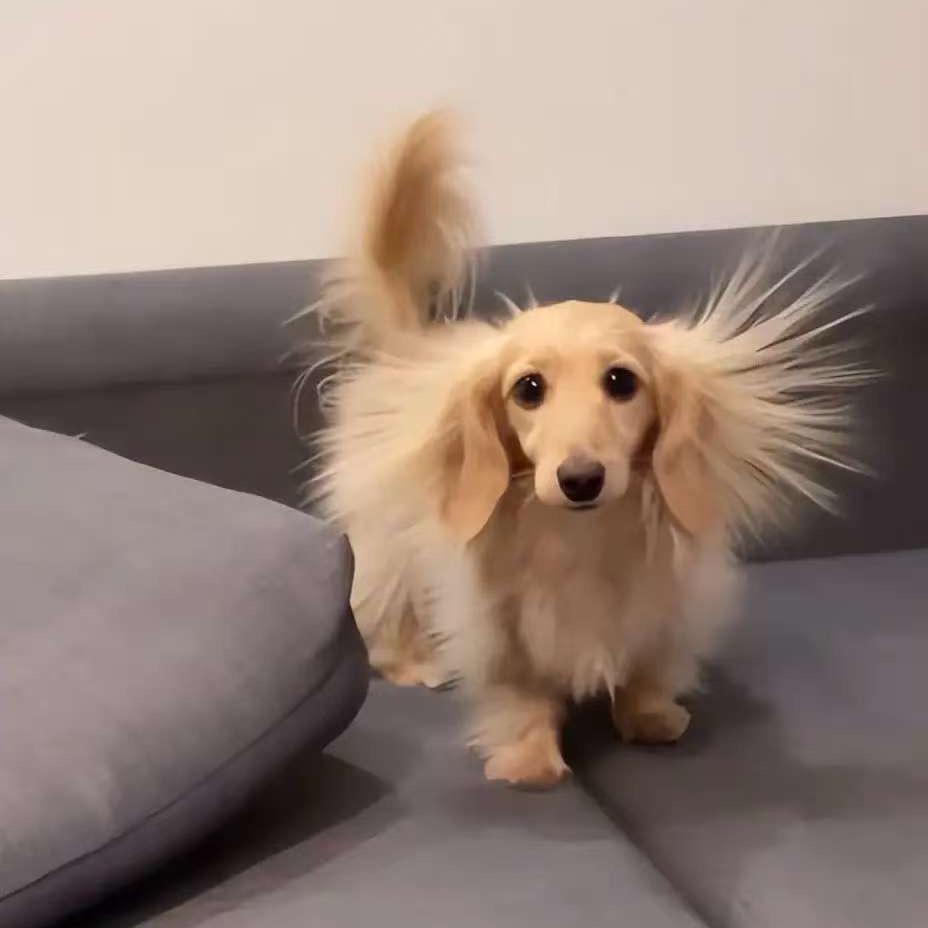 河北保定腊肠狗狗哥