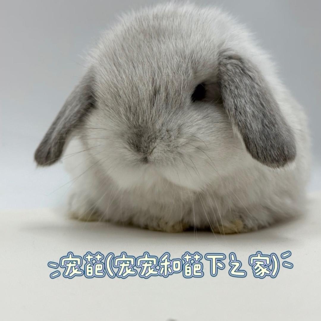 宠葩商贸