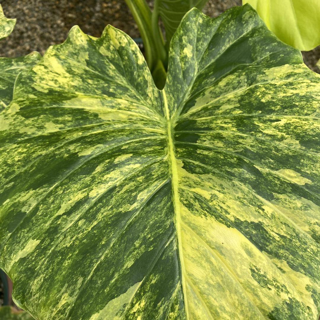 东海热植优选