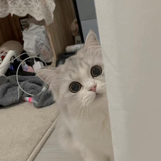 不丢大人