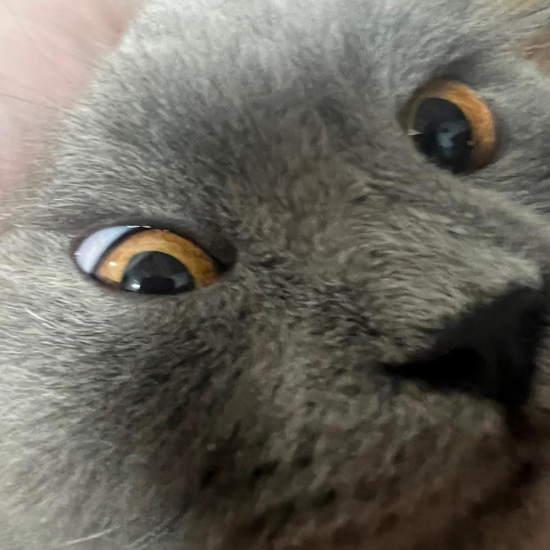 我的迈巴赫