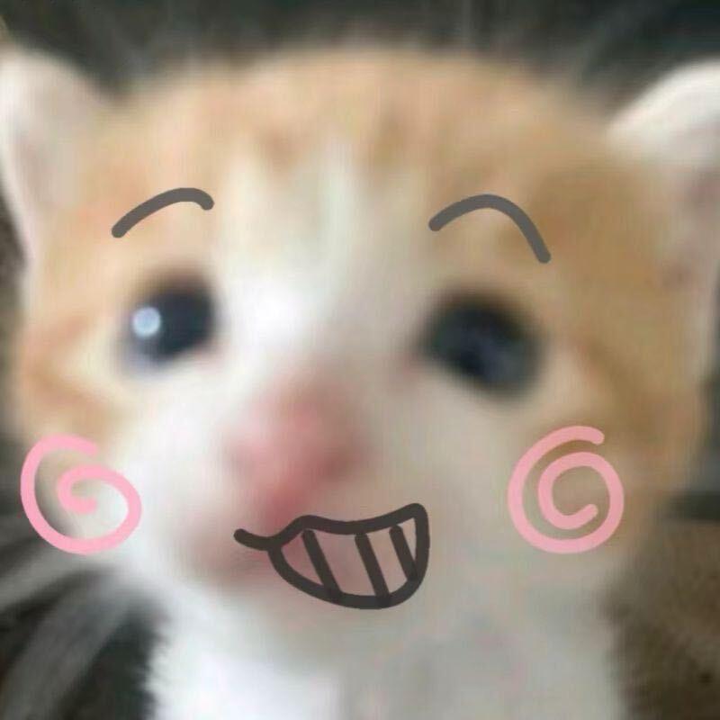 胖猫