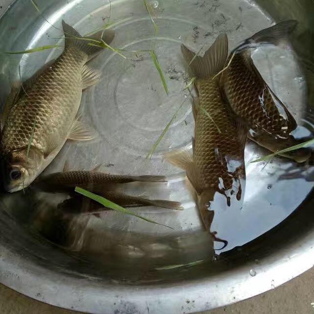 鱼老大