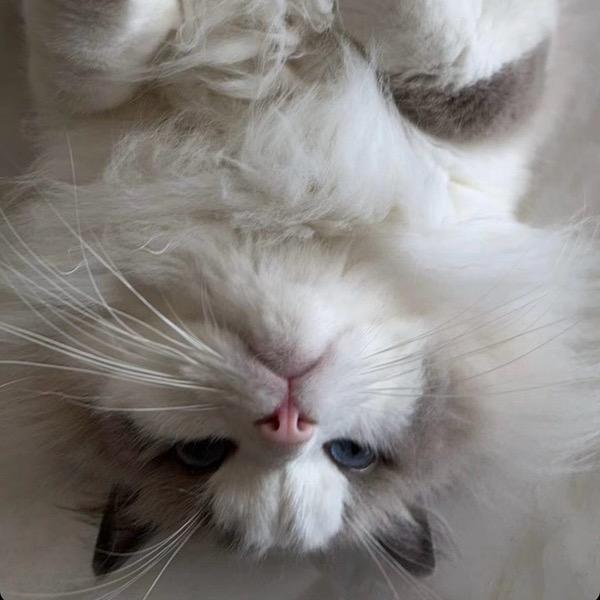 🐻‍❄️ ¹⁰³¹