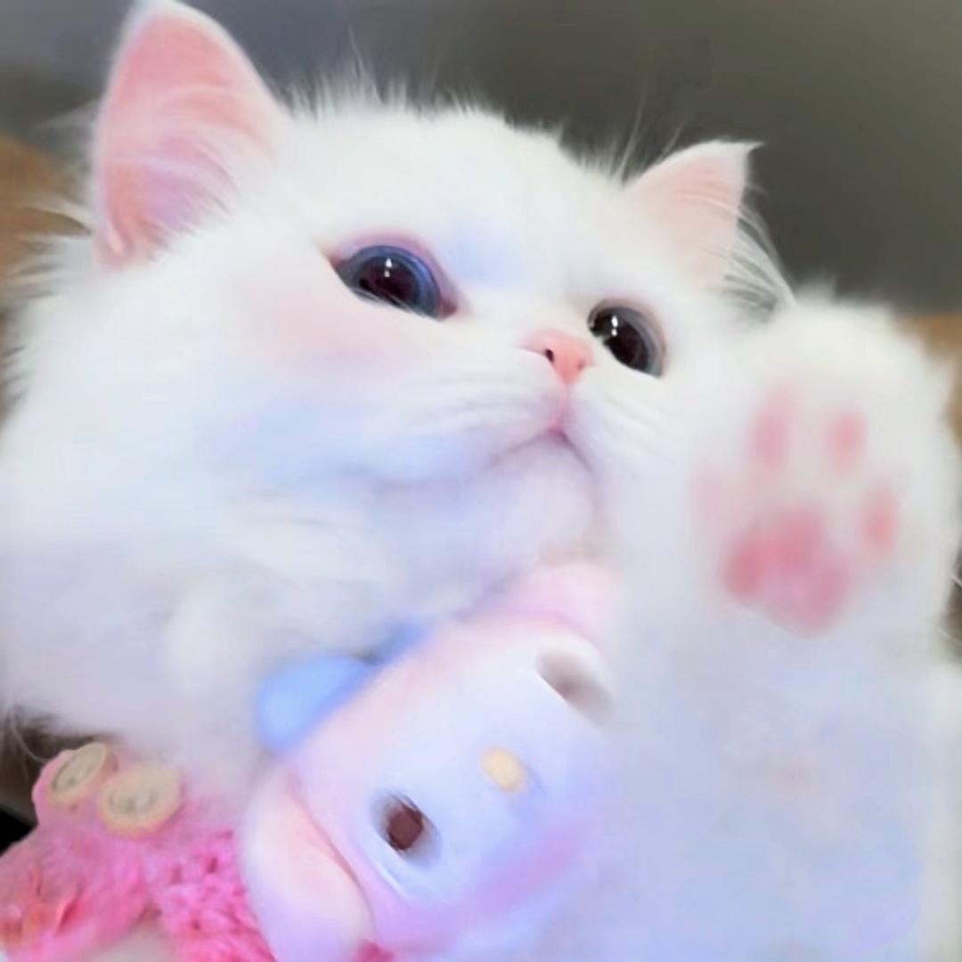 乌梅子酱