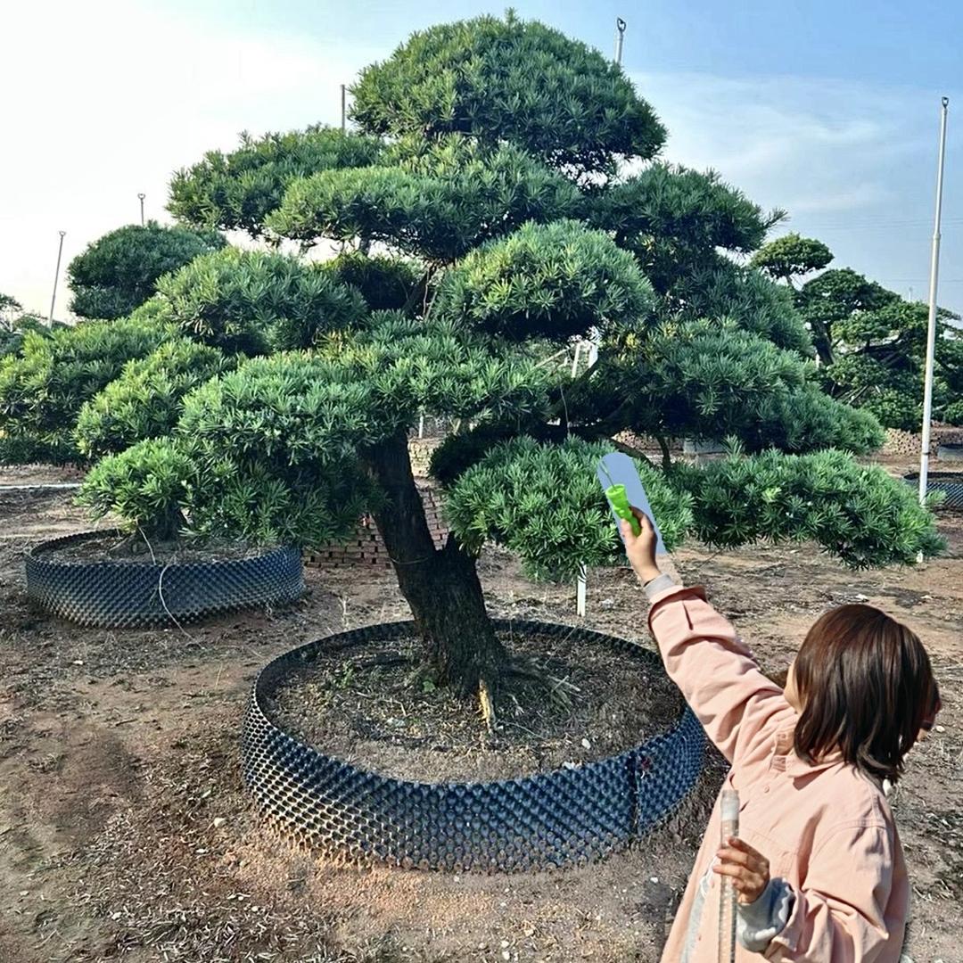 元宝与罗汉松（青松阁）