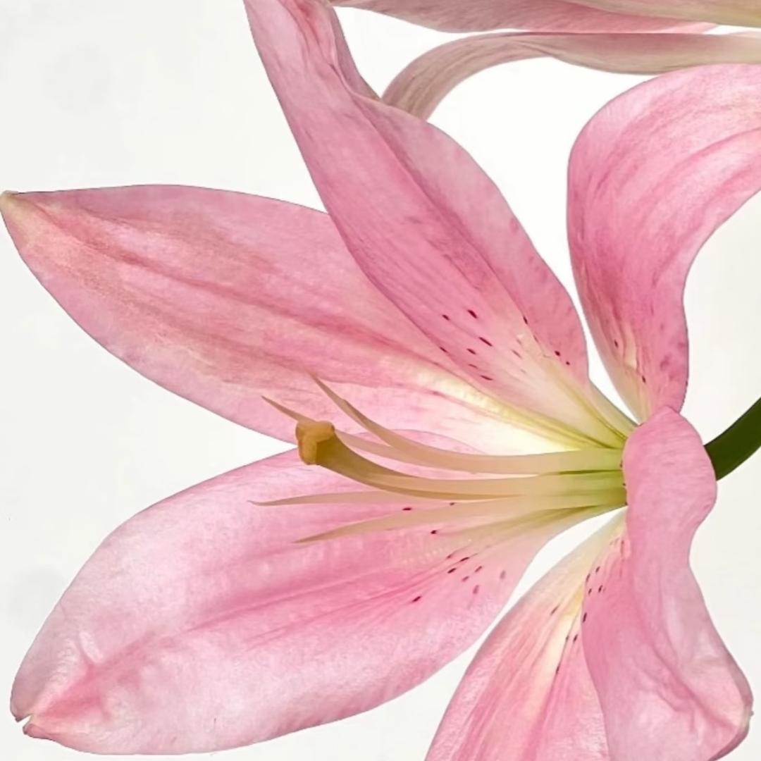 严肃一点（见过泷泷七次版）