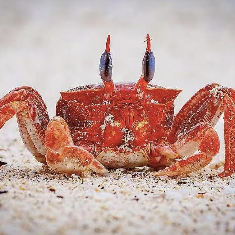 萌萌的大眼沙蟹