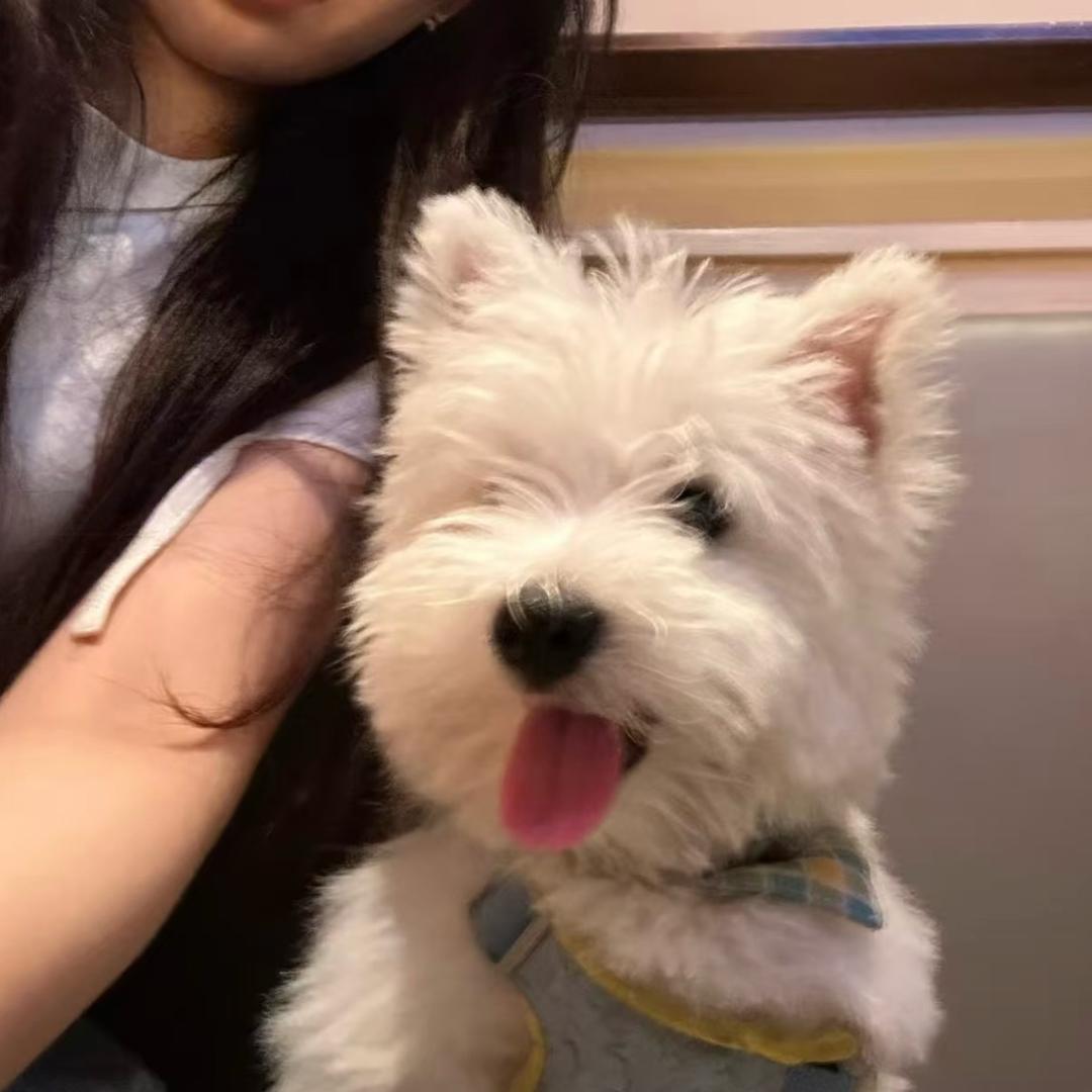 有家汪爪 —— 西高地＆阿拉斯加