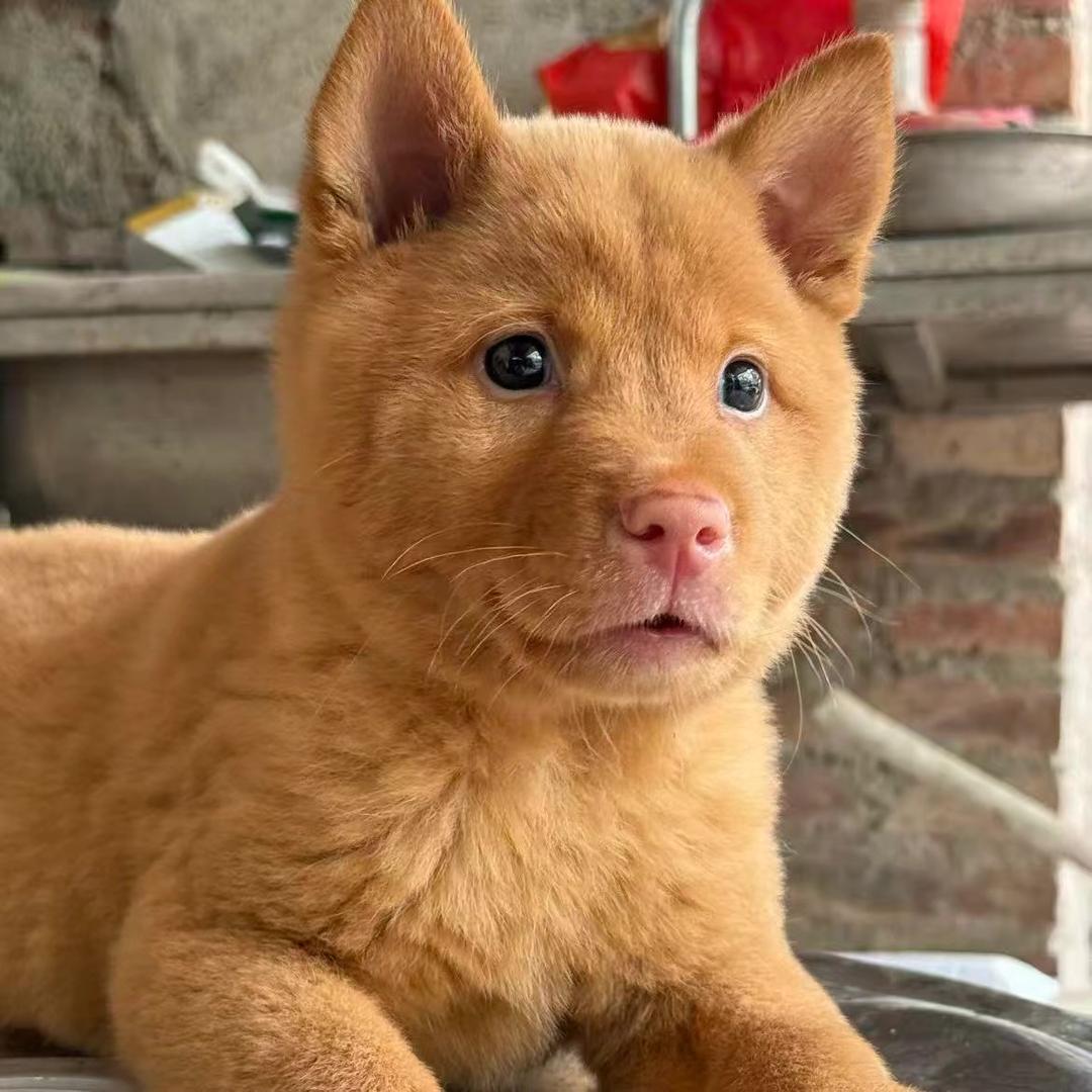 田园犬之家