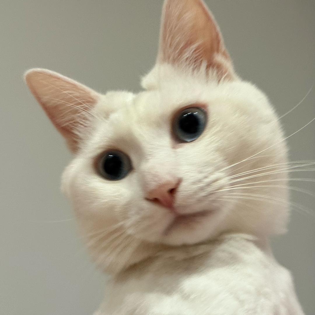 猫妖大帝