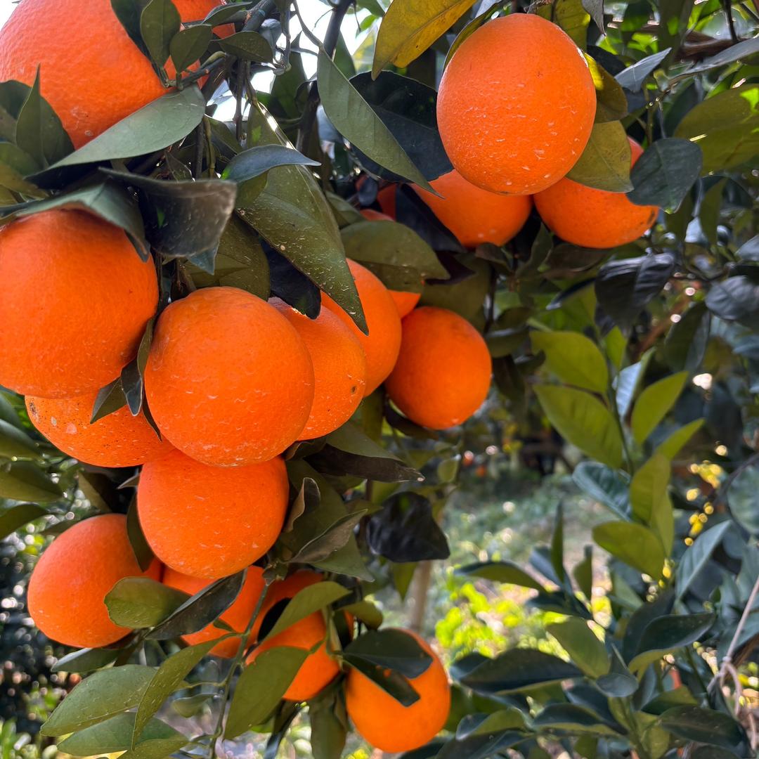 橙信果园的鲜橙