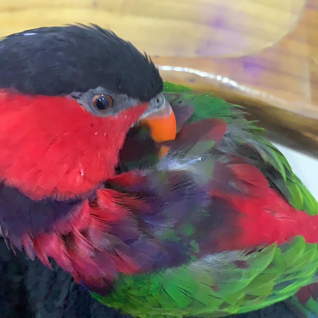 bí哥鹦鹉🦜