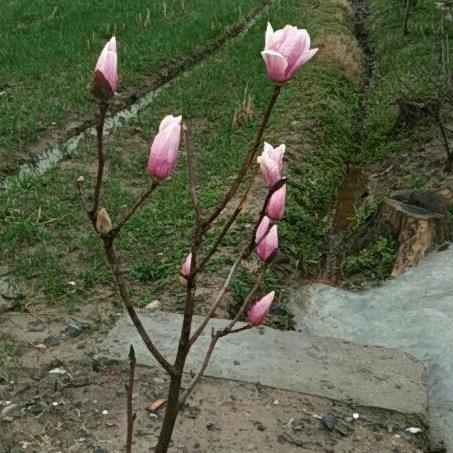赠人玫瑰🌹手留余香