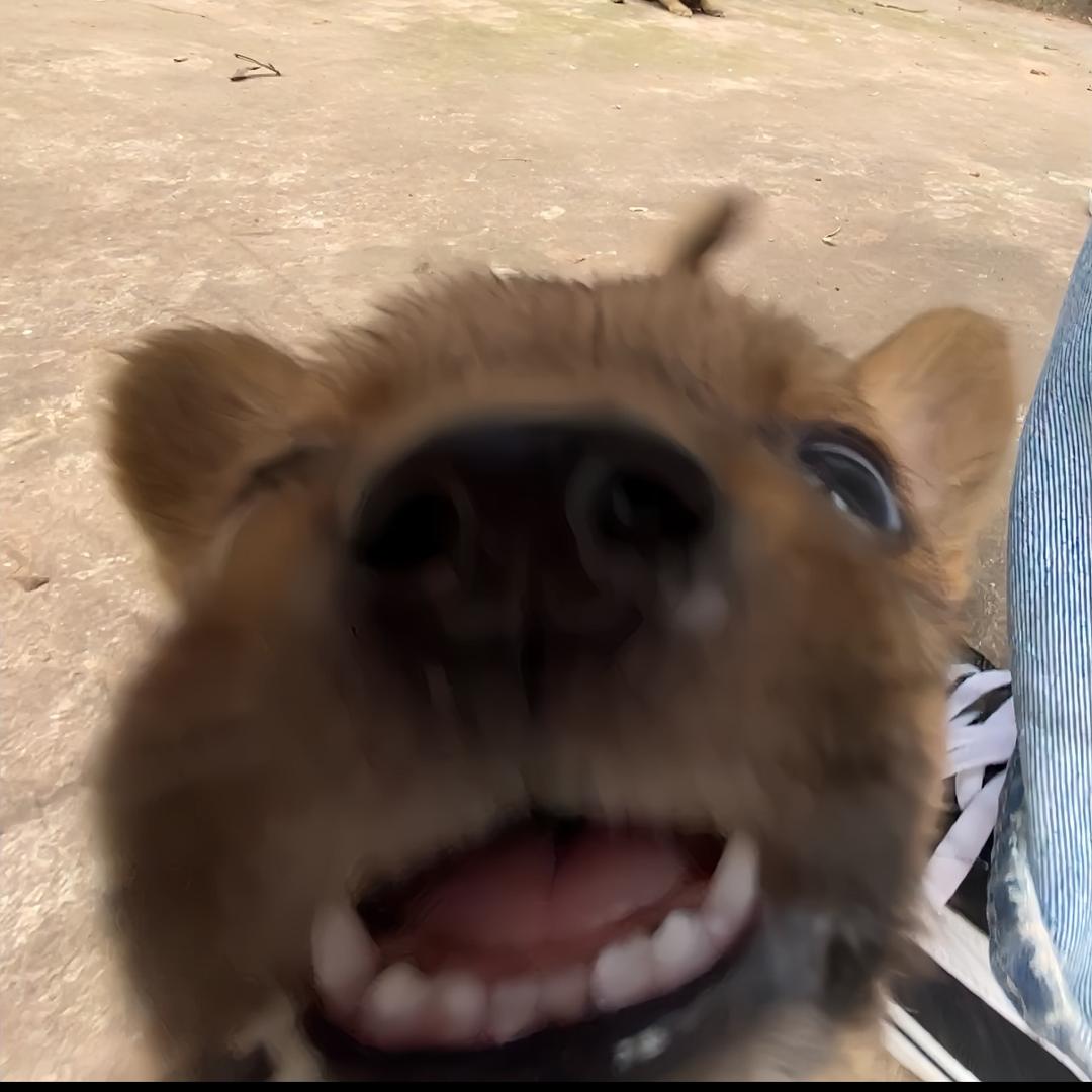 iiijuice
