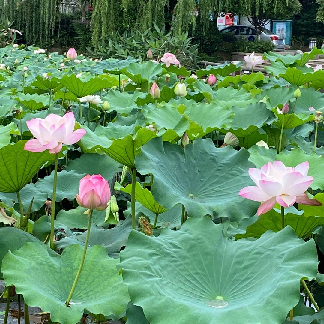 淡定-雨情曳舞团